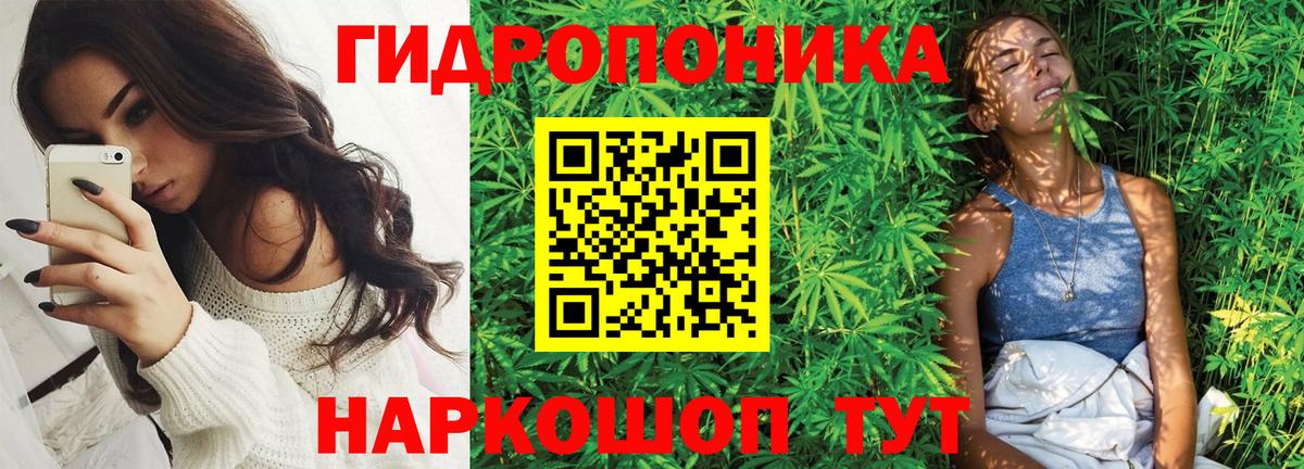 Конопля гибрид Барабинск